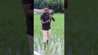 फ्री में बढ़ाएं धान का उत्पादन #paddy #dhan #khetibadi #rice #RICEFARMING