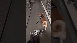 朝ん歩帰り。　　　　　　　　　　　　テンション上がらない柴犬ふゆ氏。　　　　　 帰宅最中にやってしまう…　　　　　　#柴犬 #散歩 #柴犬のいる暮らし