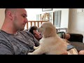 puppy name reveal dog name golden retriever