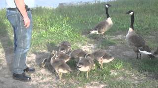 Famille d'outardes (25 juin 2015)