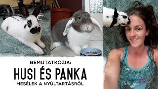 Husi és Panka - Bemutatkoznak a nyulaim + Nyúltartás alapok