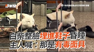 白柴整臉埋進鞋子昏睡　主人笑喊：那是有毒面具｜柴犬｜搞笑｜睡覺｜精選影片