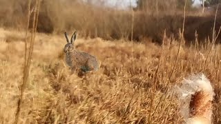 друзі риболовля з оператором підписуйтесь що побачили зайця