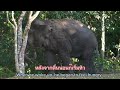 ep 528 อึ้งได้อีก การโชว์ของพลายเดี่ยวหลับ wildlife เขาใหญ่ elephant ช้างป่า news news ช้าง