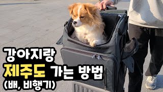 강아지와 배✈비행기 탑승시 꿀팁! (주의사항, 항공사 규정까지)