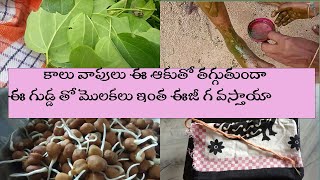 కాలు వాపులు ఈ ఆకుతో తగ్గుతుందా || ఈ గుడ్డ తో మొలకలు ఇంత ఈజీ గ వస్తాయా  ఎర్ర చందనం ఎప్పుడైనా చూసారా