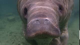 Hello from a manatee