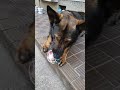 シェパードカイちゃんに騙される ボール遊び 卵 犬友