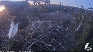 LDF Jūras ērglis~Breakfast for little eaglet #1~6:41 AM 2019/04/19