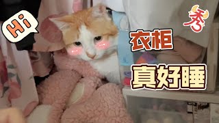 都养猫吧！低血压都治好了