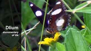 Danaid eggfly (Hypolimnas misippus)