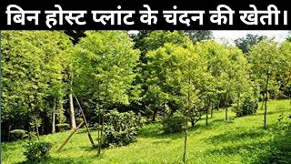 बिना होस्ट प्लांट के उगाया चंदन का पौधा।Sandalwood farming | Chandan ki kheti | Chandan ka ped ||