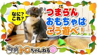 猫が遊ばないおもちゃを遊ばせる方法。〜How to play toys that cats don't play.〜