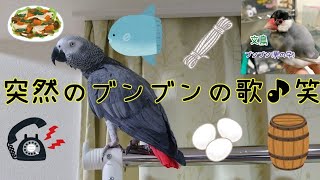 面白い言葉が盛りだくさんだぼう！笑　ヨウムのるいちゃん