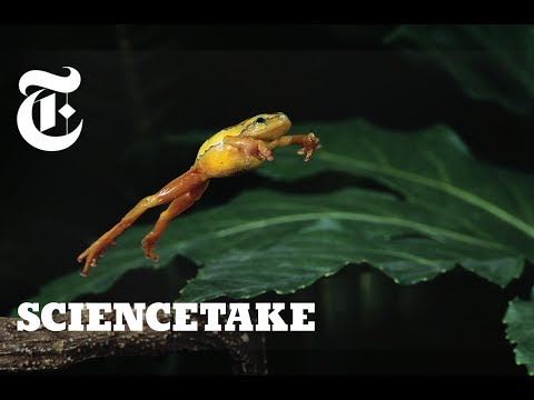 What is the movement of frog?