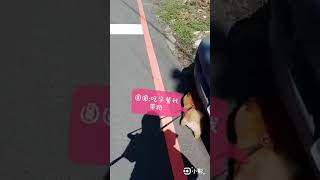 黑道松鼠博美日常生活14（搞笑） 快樂搞笑的一天