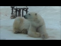 2013年1月24日　旭山動物園　ホッキョクグマ　ピリカ１