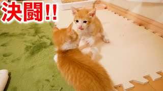 子猫同士の本気の決闘がこちら！【保護猫】