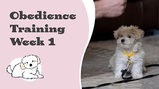 Maltipoo Puppy Obedience Training - Week 1