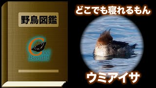 【野鳥図鑑#51 ウミアイサ】ウミアイサちゃんのどこでも寝れるもん！