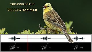 The Song of the Yellowhammer