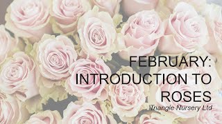 Introduction to Wholesale Fresh Roses - Triangle Nursery Ltd