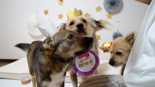 ひだりおめでとう！４歳の誕生日のこと