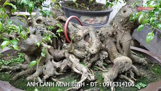 [ VD 183 ] GỬI A E PHÔI GẦN XONG , RẤT LÙN LỰC VÀ CẮT GIẬT .