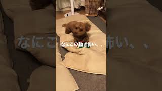 【閲覧注意】子犬の奇怪な動きが怖すぎる