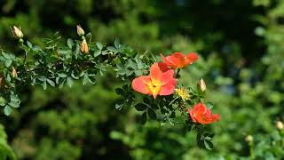 A few small flowers bloom on the branches.