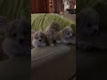 maltipoo puppies for sale in vallejo