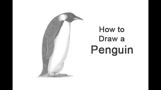 How to Draw a Penguin (Emperor Penguin)