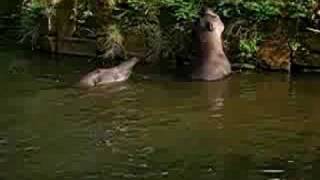 Tapir couple playing and swimming