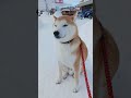 2024年12月14日　雪の上でおすわりする柴犬