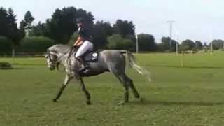 Wunderknabe, Trakehnerhengst v. Parforce beim Warm-Up (2010)