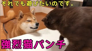 猫パンチされるとわかっていても挑みに行く柴犬　【ミク\u0026茶々】