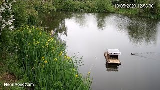 #HennPondCam  Moorhen, 1st visitor to Henn Pond House movement restriction lifted!! #LockdownSongNHS