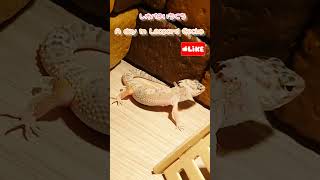 The leopard gecko trying hard to shed its skin was so cute.一生懸命に脱皮しているレオパが可愛すぎた♡Part1 #爬虫類 #かわいい