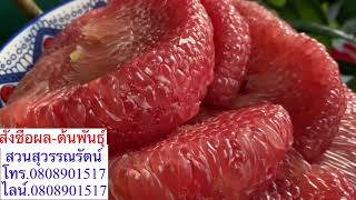 รีวิวต้นพันธุ์-ผล ส้มโอทับทิมสยามของแท้ สวนสุวรรณรัตน์