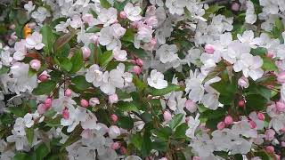 European honeybee (Apis mellifera) and Japanese flowering crabapple (Malus floribunda), May 2, 2021.