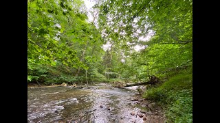 Las Warmiński, rzeka Łyna | The Warmian Forest,  Łyna River,  relaxing sound of water, meditation