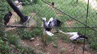 ニホンコウノトリ (多摩動物公園) 2017年8月27日