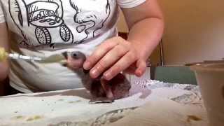 Hand Feeding 2 baby Eclectus