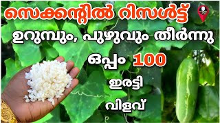 ഒരു പിടി ചോറ് മതി 100 ഇരട്ടി വിളവിന് | Vegetables cultivation farming | Prs kitchen krishi EPSomSalt