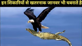 5 सबसे खतरनाक शिकारी जानवर  top 5 haunted animals and eagles