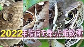 2022年指宿を舞った数種の蛾たち,指宿産昆虫映像集Sr.6🦋2022年4～10月🐛Several species of moths flew over Ibusuki in 2022  #ハナノミ