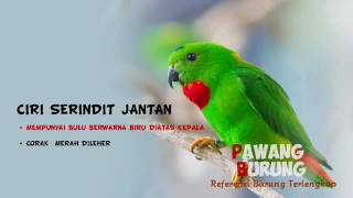 Playtube Pk Ultimate Video Sharing Website