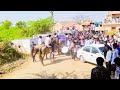 ગંગાજળ ગામનું તોરણ kathiyawadi horse toran fuleku kathiyawadi horse video horse lovers horse life