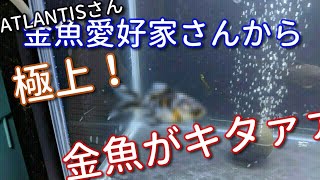 【金魚】金魚愛好家さんから極上金魚が届きました！【お迎え】