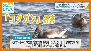 国の天然記念物「コクガン」　冬の便りとともにシベリアから青森・むつ市に飛来　浅瀬の岩に付いている海藻をおいしそうに食べる